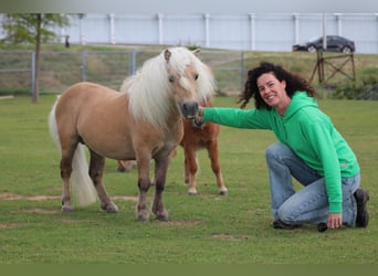 Ponis Shetland Mestizo, Semental, Potro (04/2024), 85 cm, Alazán