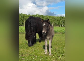 Ponis Shetland, Semental, Potro (05/2025), 92 cm, Negro