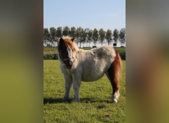 Ponis Shetland, Semental, Potro (05/2024), 95 cm, Pío