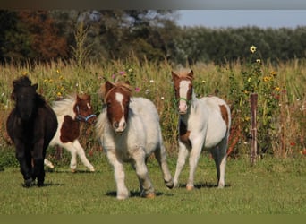 Ponis Shetland, Semental, Potro (05/2024), 95 cm, Pío