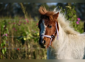 Ponis Shetland, Semental, Potro (05/2024), 95 cm, Pío