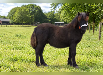 Ponis Shetland, Semental, Potro (01/2026)