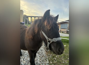 Ponis Shetland, Semental, Potro (04/2026), Negro