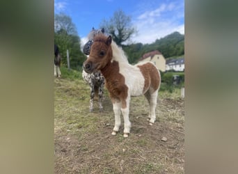 Ponis Shetland, Semental, 6 años, 95 cm, Tobiano-todas las-capas
