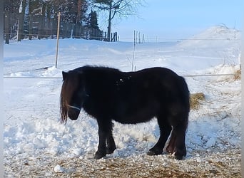 Ponis Shetland, Yegua, 10 años, 102 cm, Negro