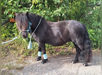 Ponis Shetland, Yegua, 10 años, 103 cm, Negro
