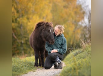 Ponis Shetland, Yegua, 10 años, 105 cm, Castaño oscuro