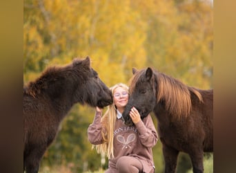 Ponis Shetland, Yegua, 10 años, 105 cm, Castaño oscuro