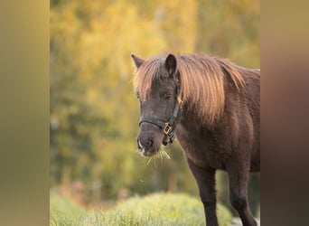 Ponis Shetland, Yegua, 10 años, 105 cm, Castaño oscuro