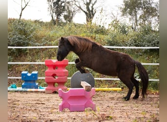 Ponis Shetland, Yegua, 10 años, 105 cm, Castaño oscuro