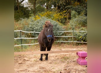 Ponis Shetland, Yegua, 10 años, 105 cm, Castaño oscuro