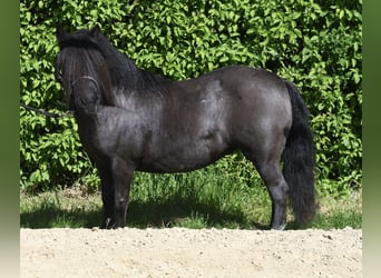 Ponis Shetland, Yegua, 10 años, 105 cm, Negro