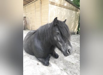 Ponis Shetland, Yegua, 10 años, 110 cm, Negro