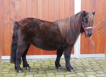 Ponis Shetland, Yegua, 10 años, 95 cm