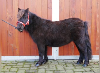 Ponis Shetland, Yegua, 10 años, 95 cm