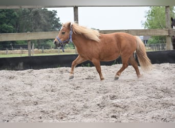Ponis Shetland, Yegua, 10 años, Alazán