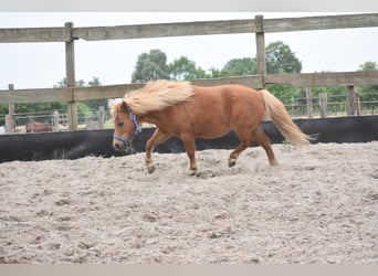 Ponis Shetland, Yegua, 10 años, Alazán