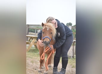 Ponis Shetland, Yegua, 10 años, Alazán