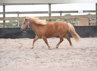 Ponis Shetland, Yegua, 10 años, Alazán
