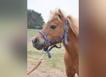 Ponis Shetland, Yegua, 10 años, Alazán