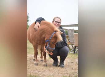 Ponis Shetland, Yegua, 10 años, Alazán
