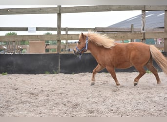 Ponis Shetland, Yegua, 10 años, Alazán