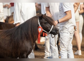 Ponis Shetland, Yegua, 10 años, Negro