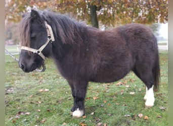 Ponis Shetland, Yegua, 11 años, 85 cm, Pío