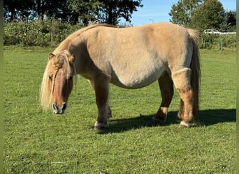 Ponis Shetland, Yegua, 11 años, 85 cm, Red Dun/Cervuno