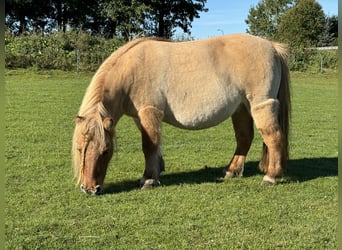 Ponis Shetland, Yegua, 11 años, 85 cm, Red Dun/Cervuno