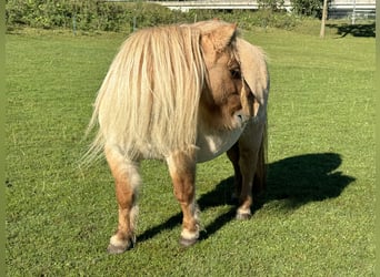 Ponis Shetland, Yegua, 11 años, 85 cm, Red Dun/Cervuno