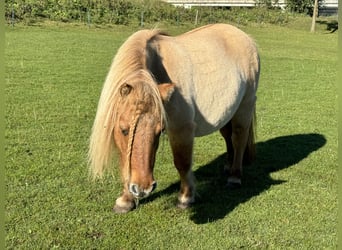 Ponis Shetland, Yegua, 11 años, 85 cm, Red Dun/Cervuno