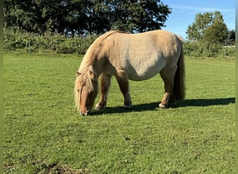 Ponis Shetland, Yegua, 11 años, 85 cm, Red Dun/Cervuno