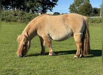 Ponis Shetland, Yegua, 11 años, 85 cm, Red Dun/Cervuno