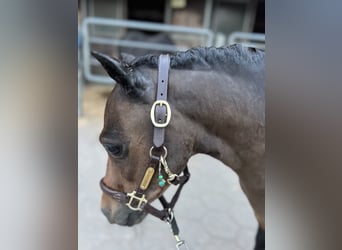 Ponis Shetland, Yegua, 11 años, 88 cm, Castaño