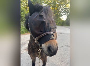 Ponis Shetland, Yegua, 11 años, 88 cm, Castaño
