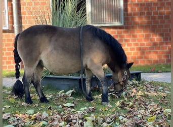 Ponis Shetland, Yegua, 11 años, 88 cm, Castaño