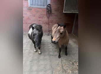 Ponis Shetland, Yegua, 11 años, 88 cm, Castaño