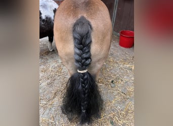 Ponis Shetland, Yegua, 11 años, 88 cm, Castaño