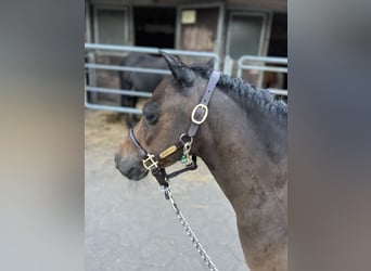 Ponis Shetland, Yegua, 11 años, 88 cm, Castaño