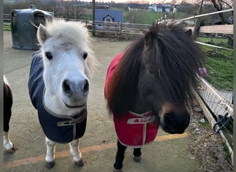 Ponis Shetland, Yegua, 11 años, 93 cm, Castaño