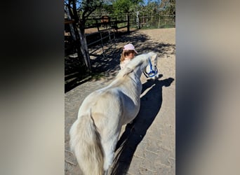 Ponis Shetland, Yegua, 11 años, 93 cm, Castaño