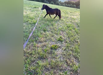 Ponis Shetland, Yegua, 11 años, 93 cm, Castaño