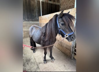 Ponis Shetland, Yegua, 11 años, 96 cm, Negro