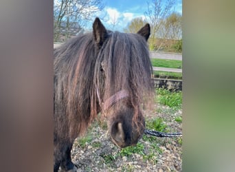 Ponis Shetland, Yegua, 11 años, 97 cm, Negro