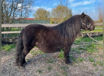 Ponis Shetland, Yegua, 11 años, 97 cm, Negro