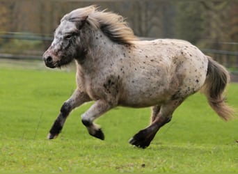 Ponis Shetland, Yegua, 12 años, 100 cm, Atigrado/Moteado