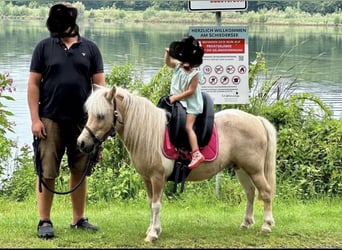 Ponis Shetland, Yegua, 12 años, 100 cm, Palomino