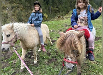 Ponis Shetland, Yegua, 12 años, 100 cm, Palomino