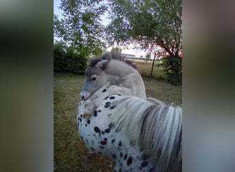 Ponis Shetland, Yegua, 12 años, 102 cm, Atigrado/Moteado